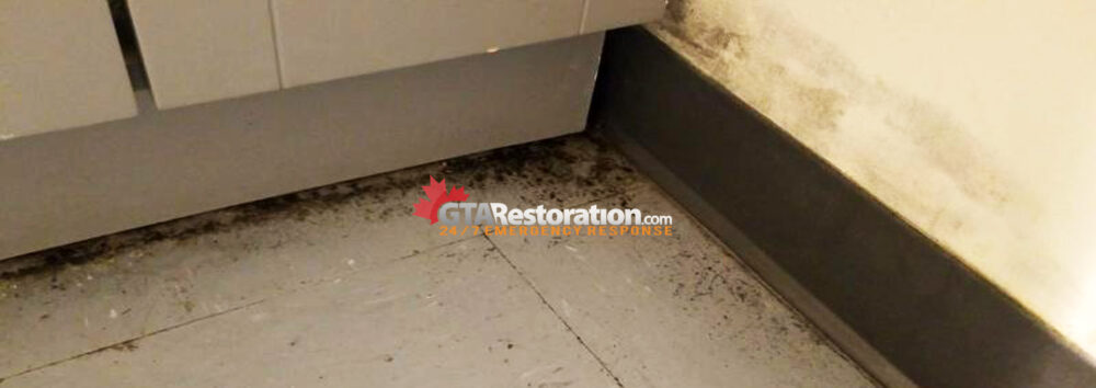 Mold Inspection Testing Removal Kitchener