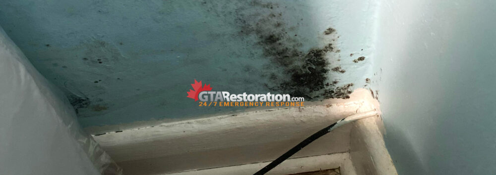 Mold Removal, Mould Remediation Service Location