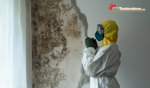 Mold Remediation Expenses | Who Pays for Mold Removal?