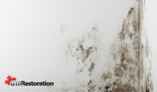 Mold removal fort saskatchewan