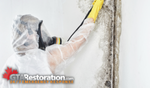What Is Black Mold? Symptoms, Prevention, and Solutions