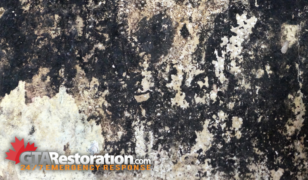 Black mold growing on the walls that needs remediation