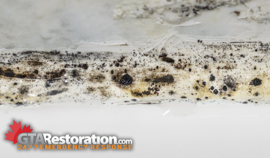 Mold removal inspection beaconsfield, black mold that needs mold remediation in a bathroom