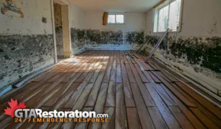 Mold Removal Woodbridge