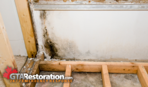 How to Get Mold Out of Your Bathroom