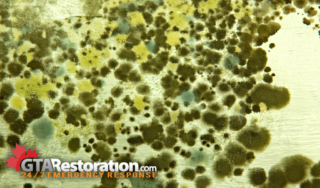 Photograph That Is Showing Green Mold