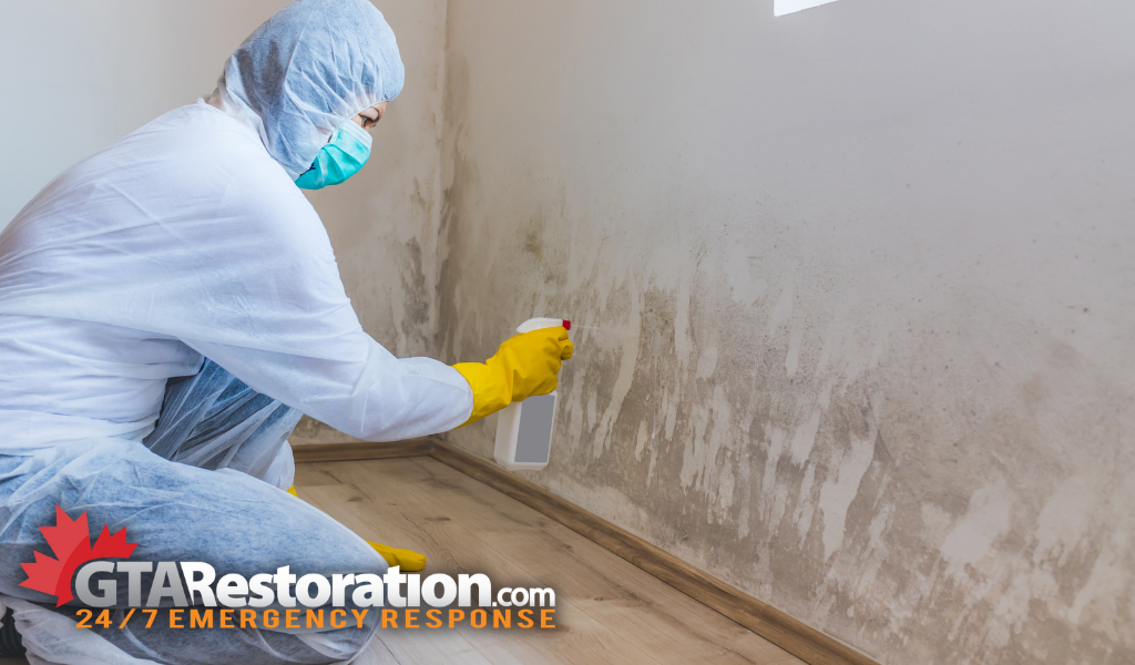 Restoration professional cleaning mold off walls