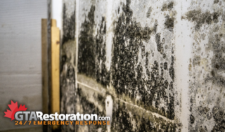 Mold removal remediation cumberland