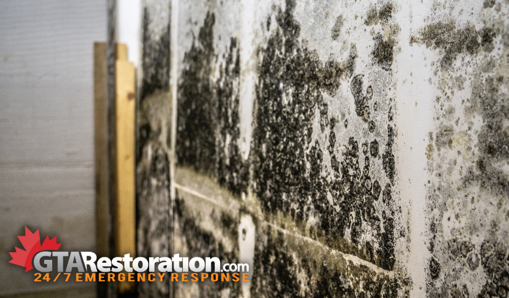 Mold removal remediation hampstead