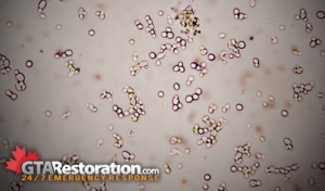 Mold Inspection, Testing & Removal Vaughan