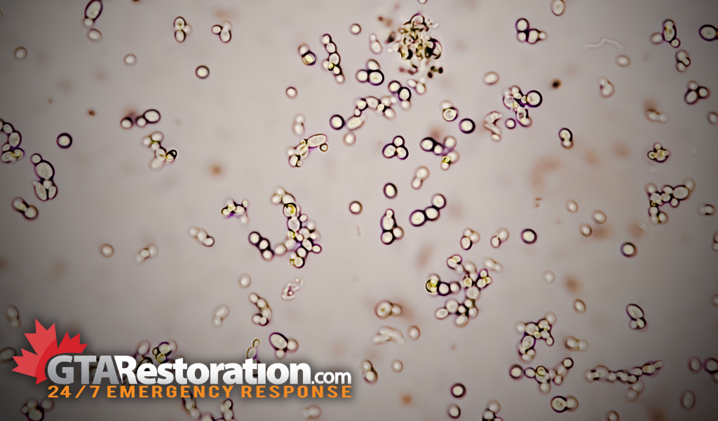 White mold under microscope
