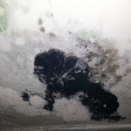 Mold Removal Ste Dorothee Mould Remediation
