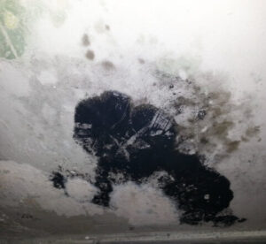 Mold Removal Remediation Ste Dorothee