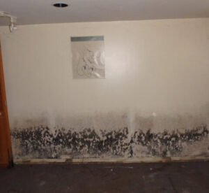 Calgary Mold Removal