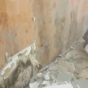 Asbestos Removal