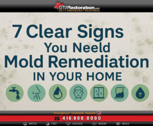 7 Clear Signs You Need Mold Remediation In Your Home
