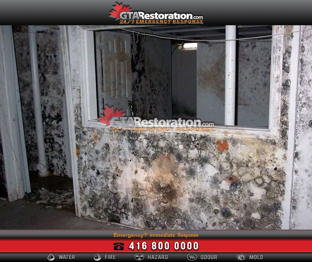 5 Great Tips How to Detect Mold Growth!
