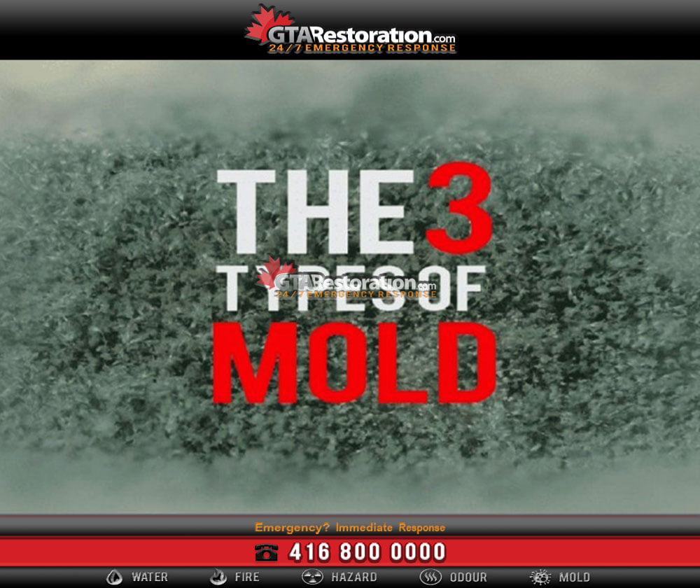 Different Types of Mold