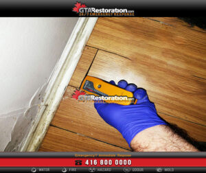 Signs Of Mold Growth In Your Home And How To Detect It
