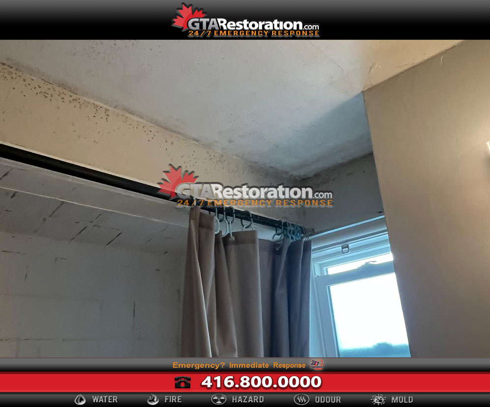 Landlord Responsibilities for Black Mold