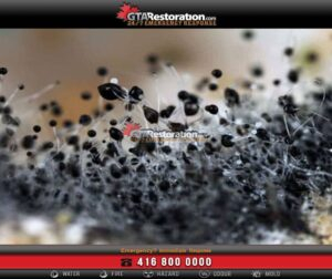 Mold Removal Scarborough