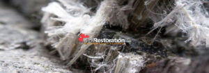 Vancouver Asbestos Removal