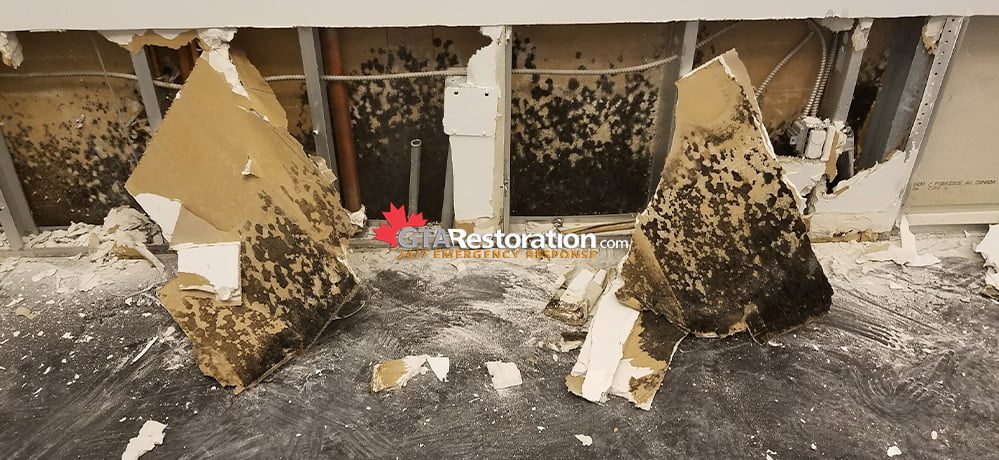 Black Mold Removal - Mold Remediation & Restoration