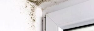 Mold Inspection, Black Mold Detection &Amp; Mold Testing