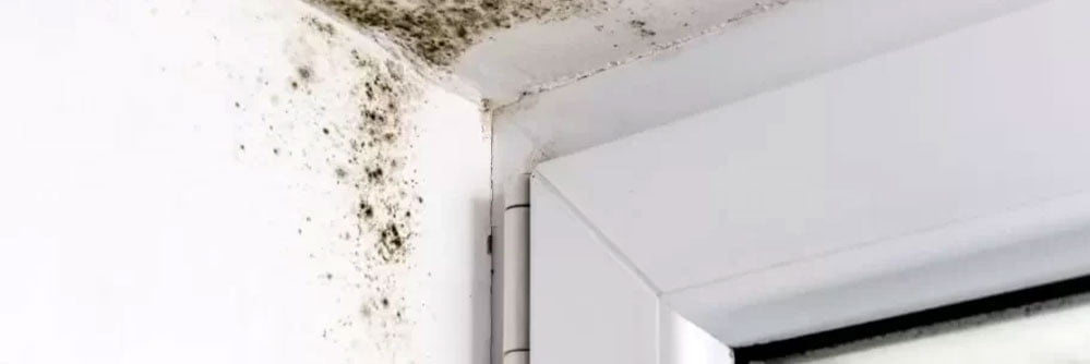 Mold Inspection, Black Mold Detection & Mold Testing
