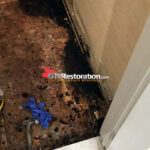 Mold In Plywood Floorl 
