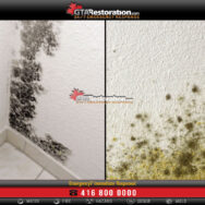 Difference Between Mold And Mildew