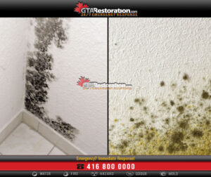 Difference Between Mold And Mildew