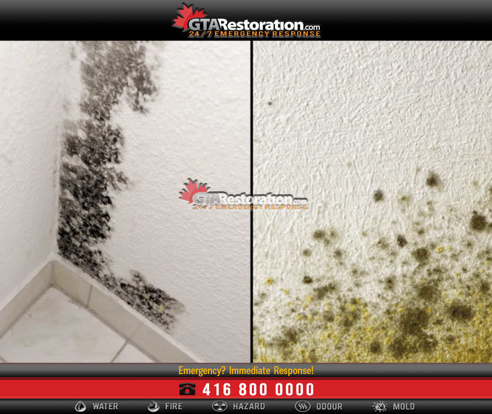 The Difference Between Mold and Mildew Contamination