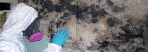 Mold Removal Remediation Roxboro