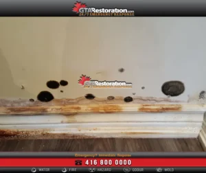 Certified Toronto mold remediation professional, Toronto mold remediation expert using detection tools