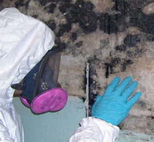 RedDeer Mold Removal & Mould Remediation