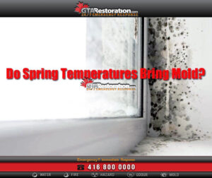 Mold Removal &Amp; Remediation In Rockcliffe Park
