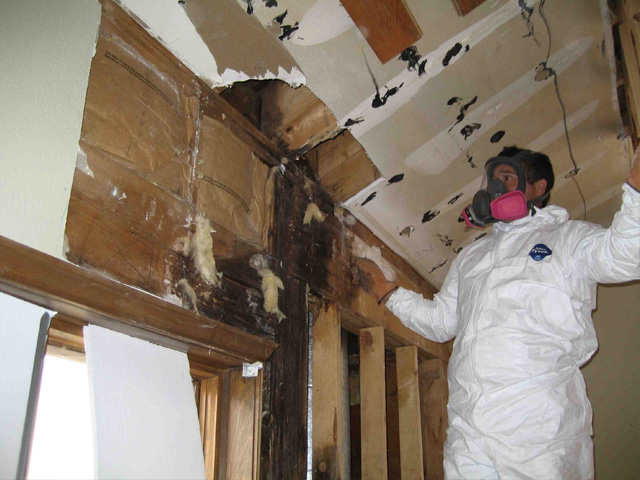 Restoration Pictures Photo Gallery Images