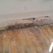 Mold Removal remediation in GTA