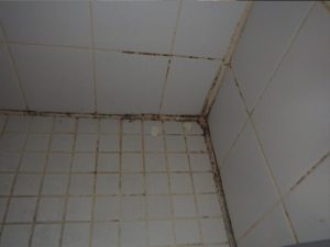 Shower Mold Removal Toronto